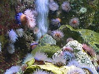 Zeeaquarium in Bergen aan zee